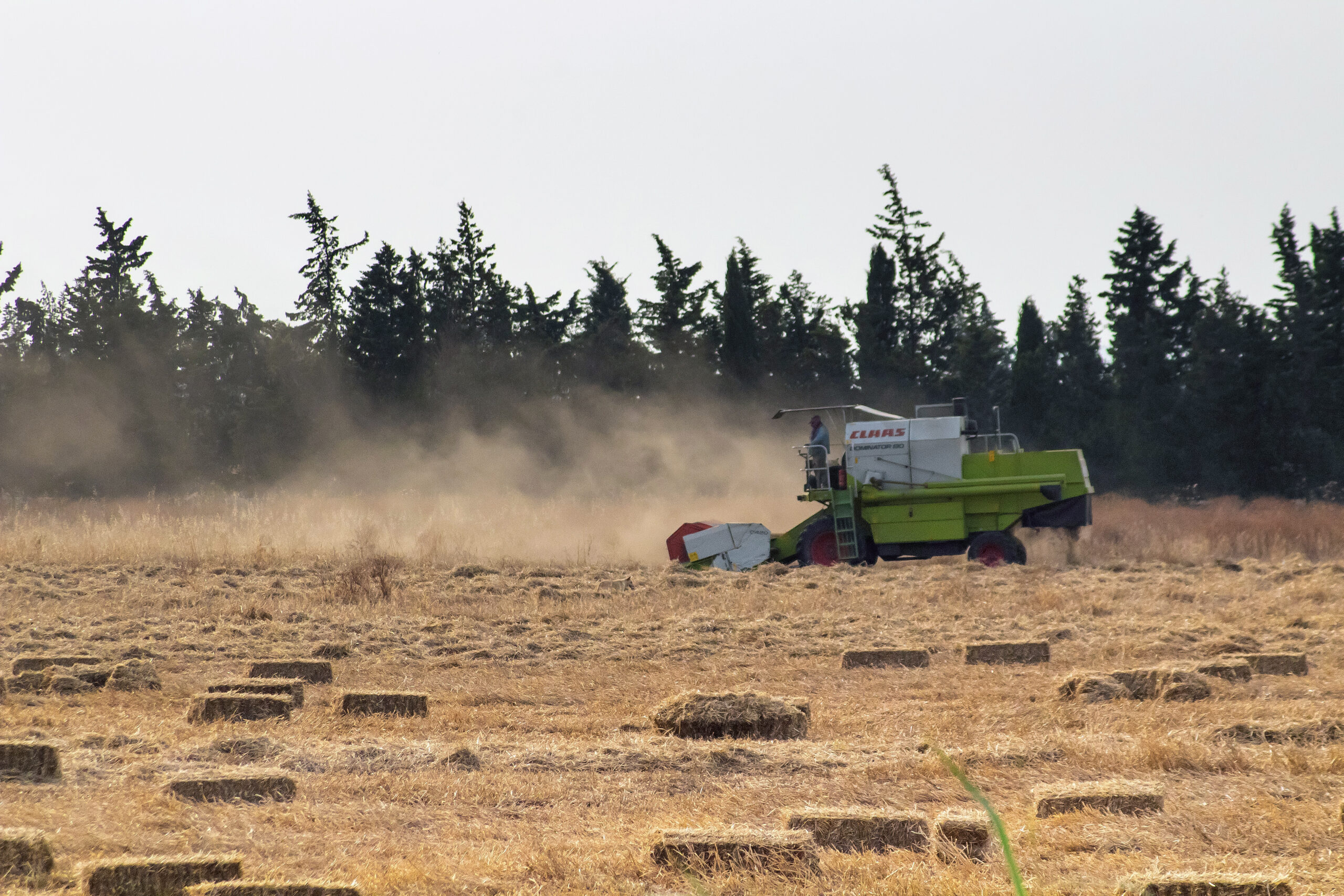 Green combine harvester making straw bales in a field.